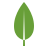 MongoDB Icon